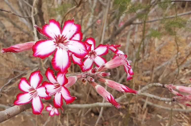 Adenium multiflorum