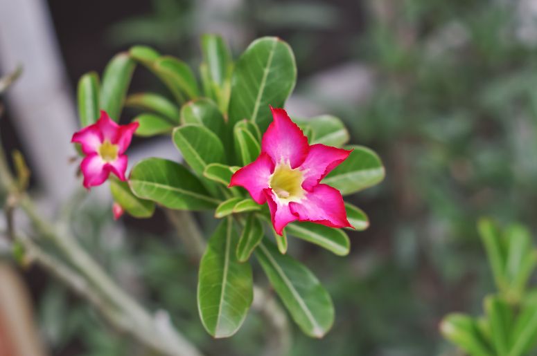 planta rosa do deserto florescendo