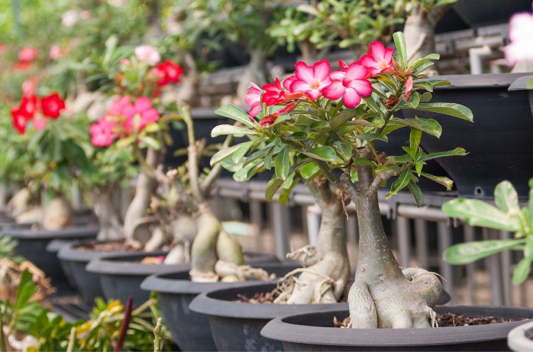 Rosa do deserto plantada no vaso