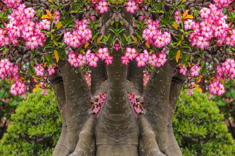 árvore com rosa do deserto