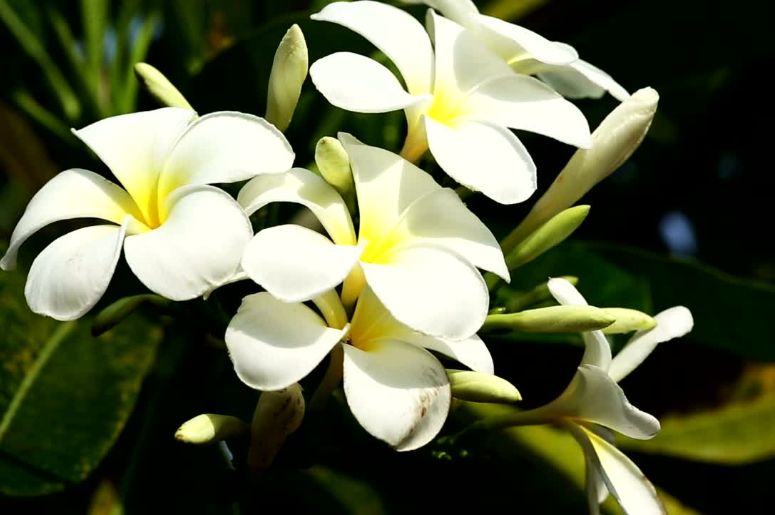 flor Jasmim