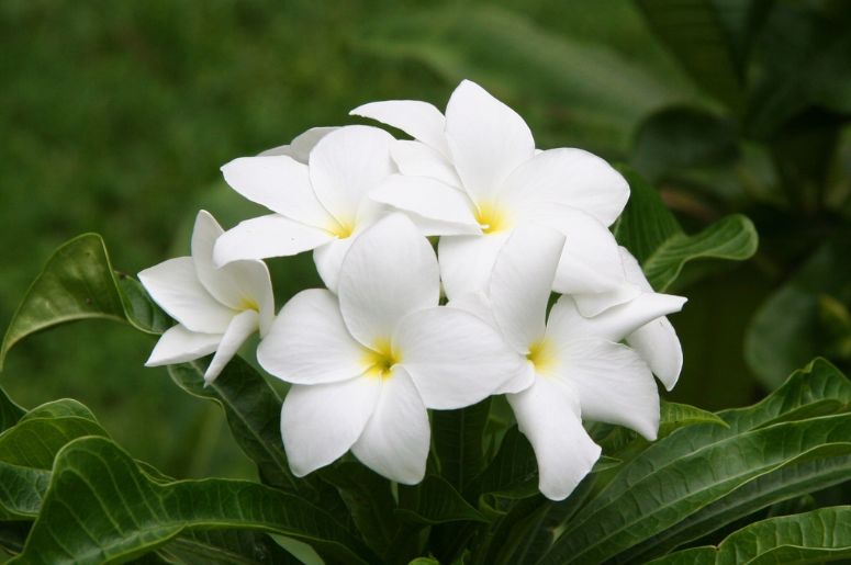Jasmim do caribe