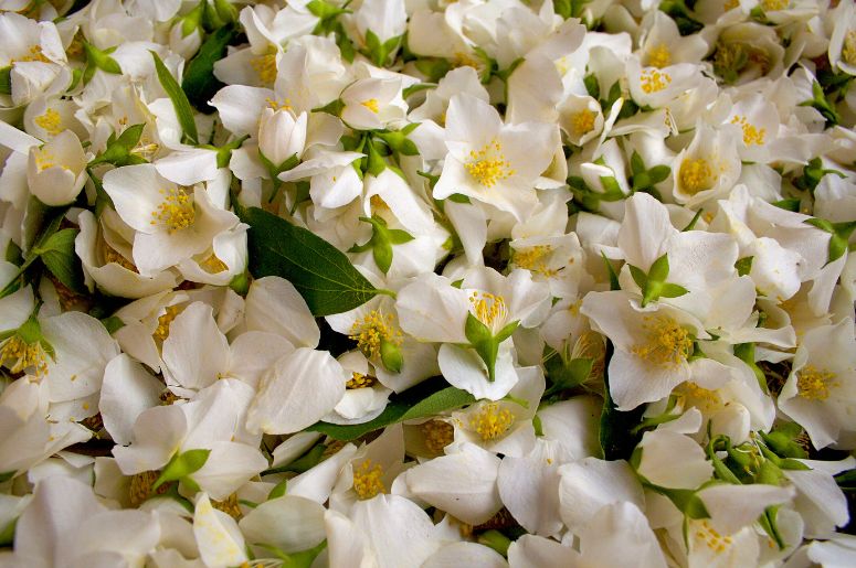 flor Jasmim
