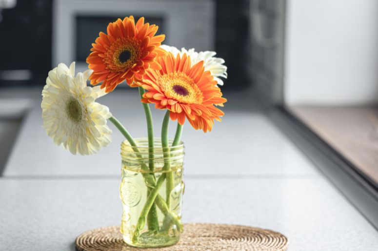 gerberas