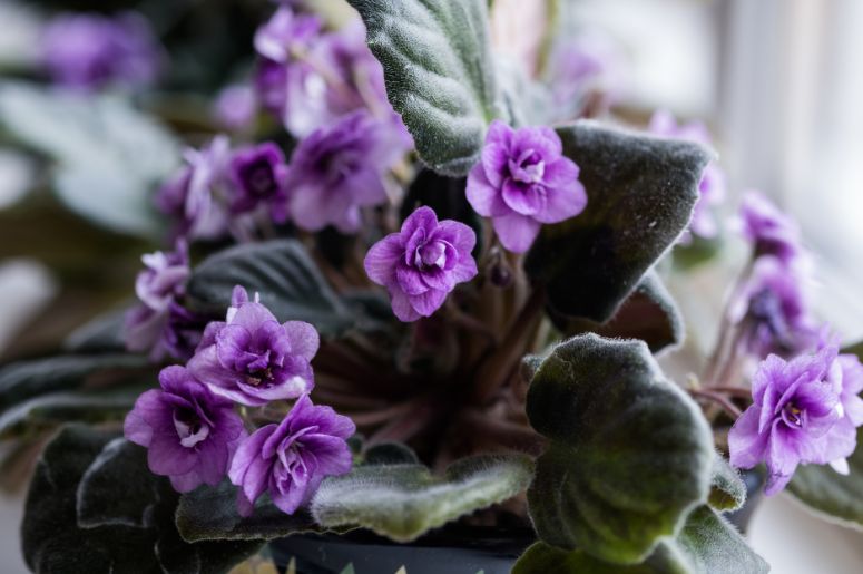 violetas