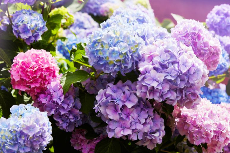 hortênsias
