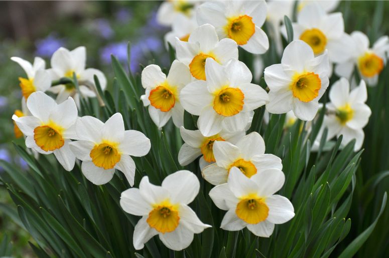 narciso