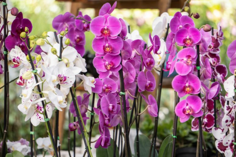 orquídeas
