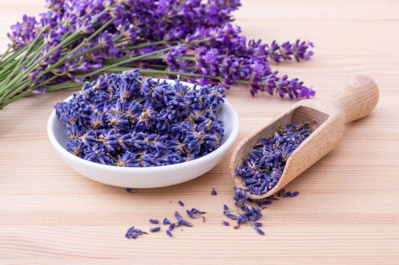 Lavanda