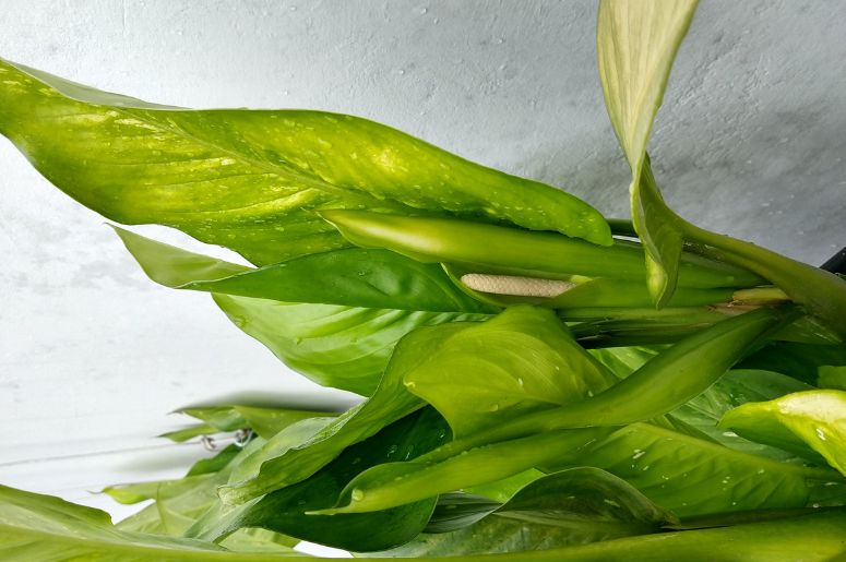 Comigo-ninguém-pode