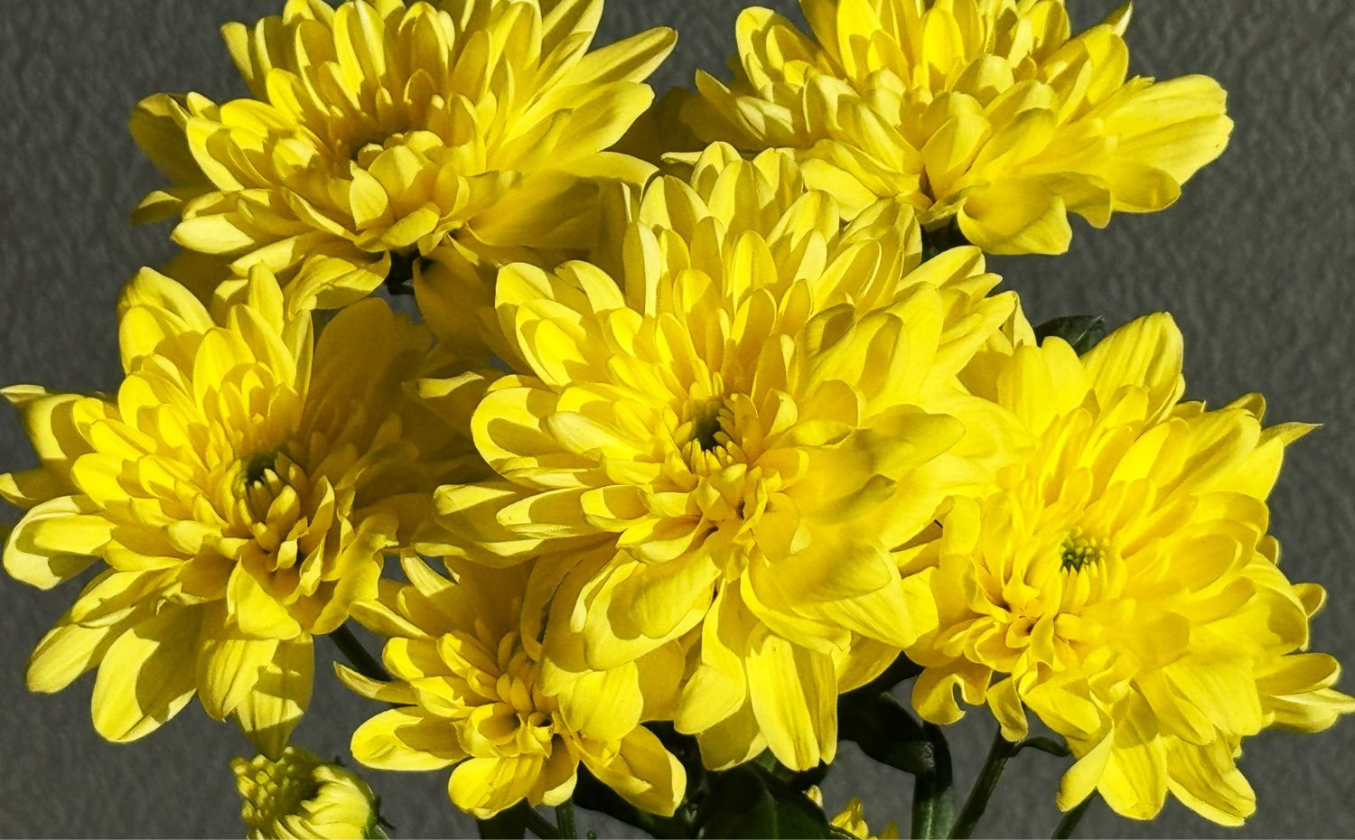 Crisântemo amarelo
