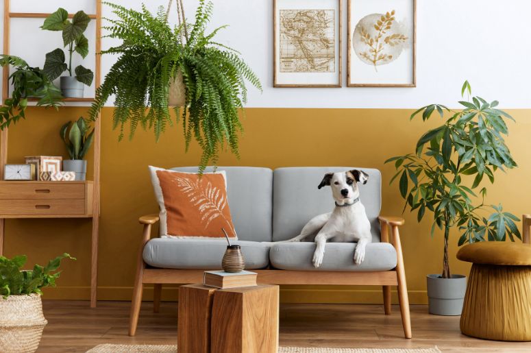 Cachorro sentado no sof&aacute;