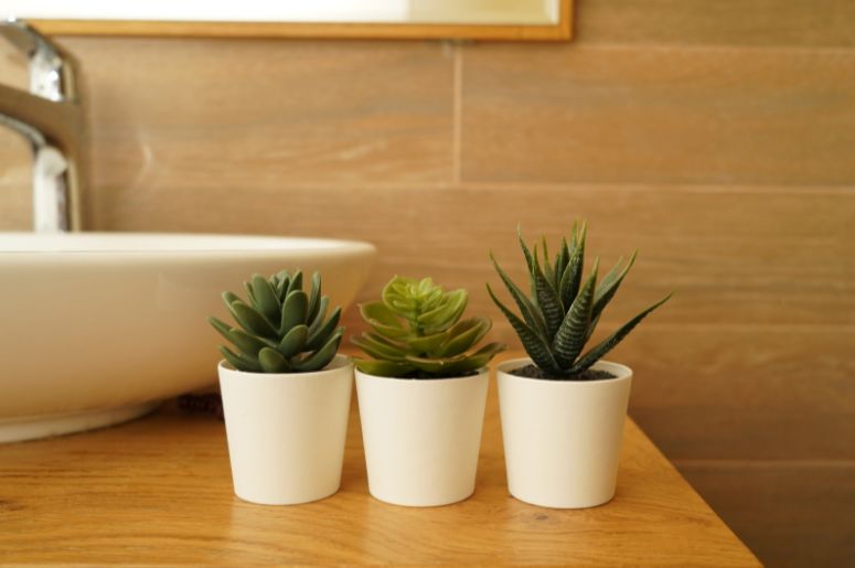 Cactos e suculentas no banheiro 