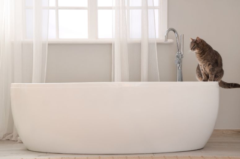Banheira branco com gato em cima