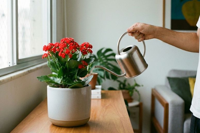 pessoa regando flor-da-fortuna