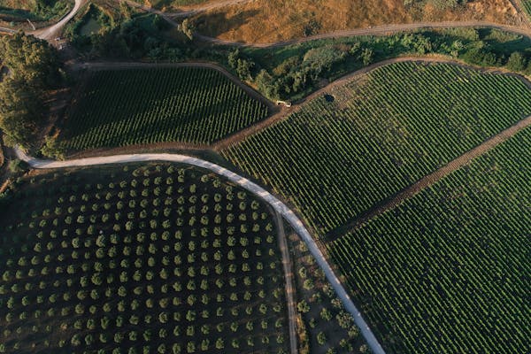Summer in Sicily: Tenuta Regaleali