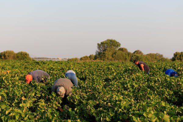 Summer in Sicily: Tenuta Whitaker Summer in Sicily: Tenuta Whitaker