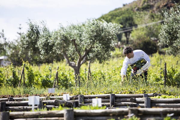 Olive oil is an expression of terroir