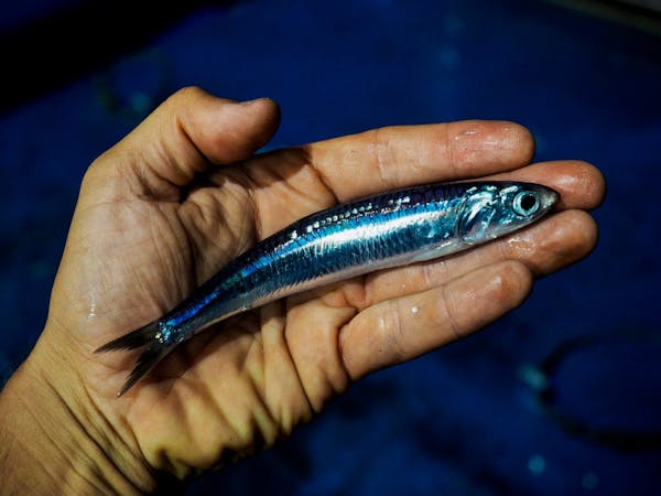 Introducing Testa Conserve