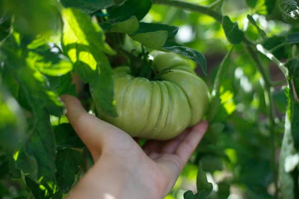 A journey into Regaleali 