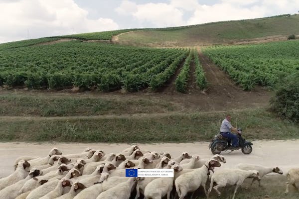 Biodiversity at Tasca d'Almerita