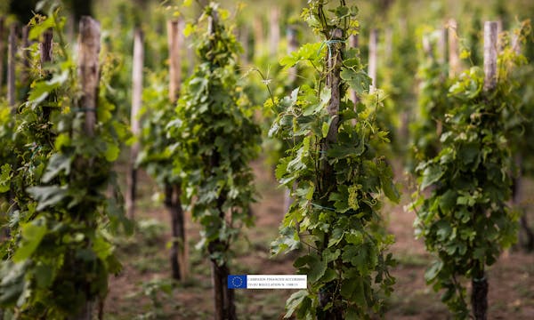Capofaro and its unique Malvasia Capofaro and its unique Malvasia