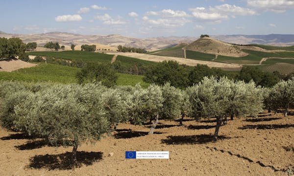 The Blessed Hills of Regaleali