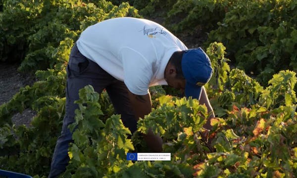 Mozia: Where Vines and History Coexist