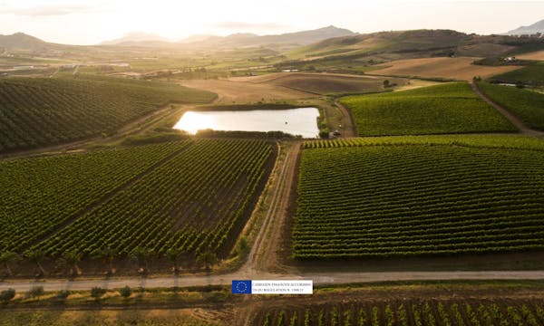 Sallier de la Tour: Syrah's Chosen Territory