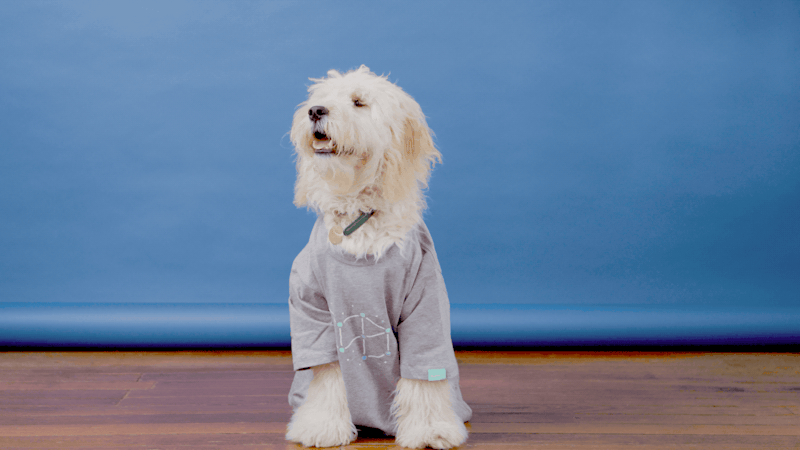 Alfie, goodest of good boys, models our Constellation tee in grey marle