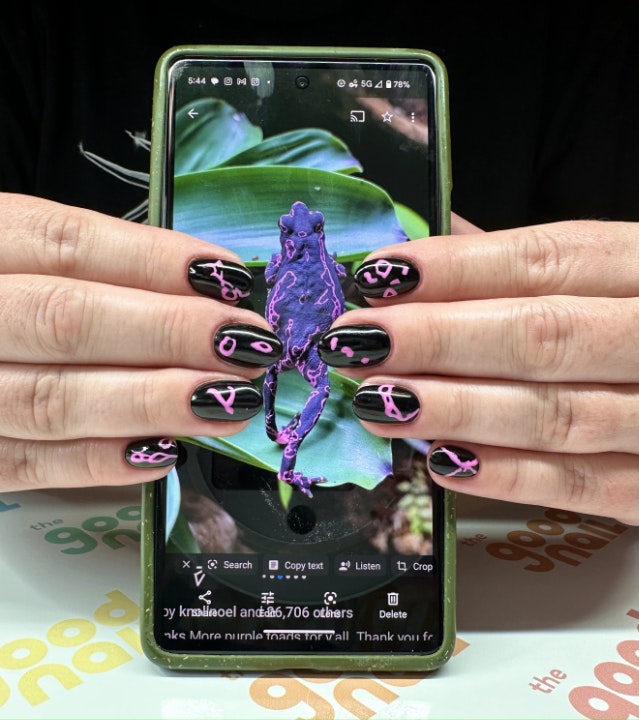 Atelopus Barbotini Nail Set