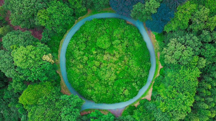 Overhead shot of trees
