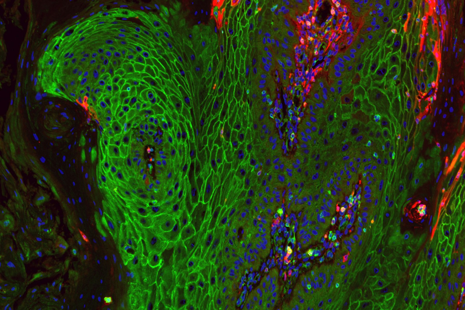 shared-research-resources-wvu-cancer-institute