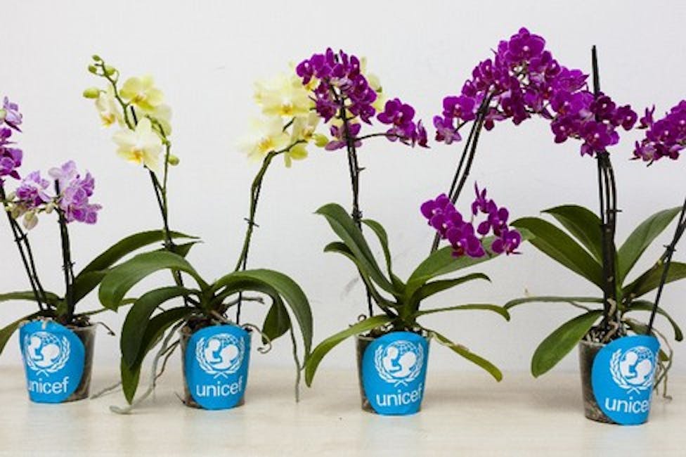L'Orchidea UNICEF
