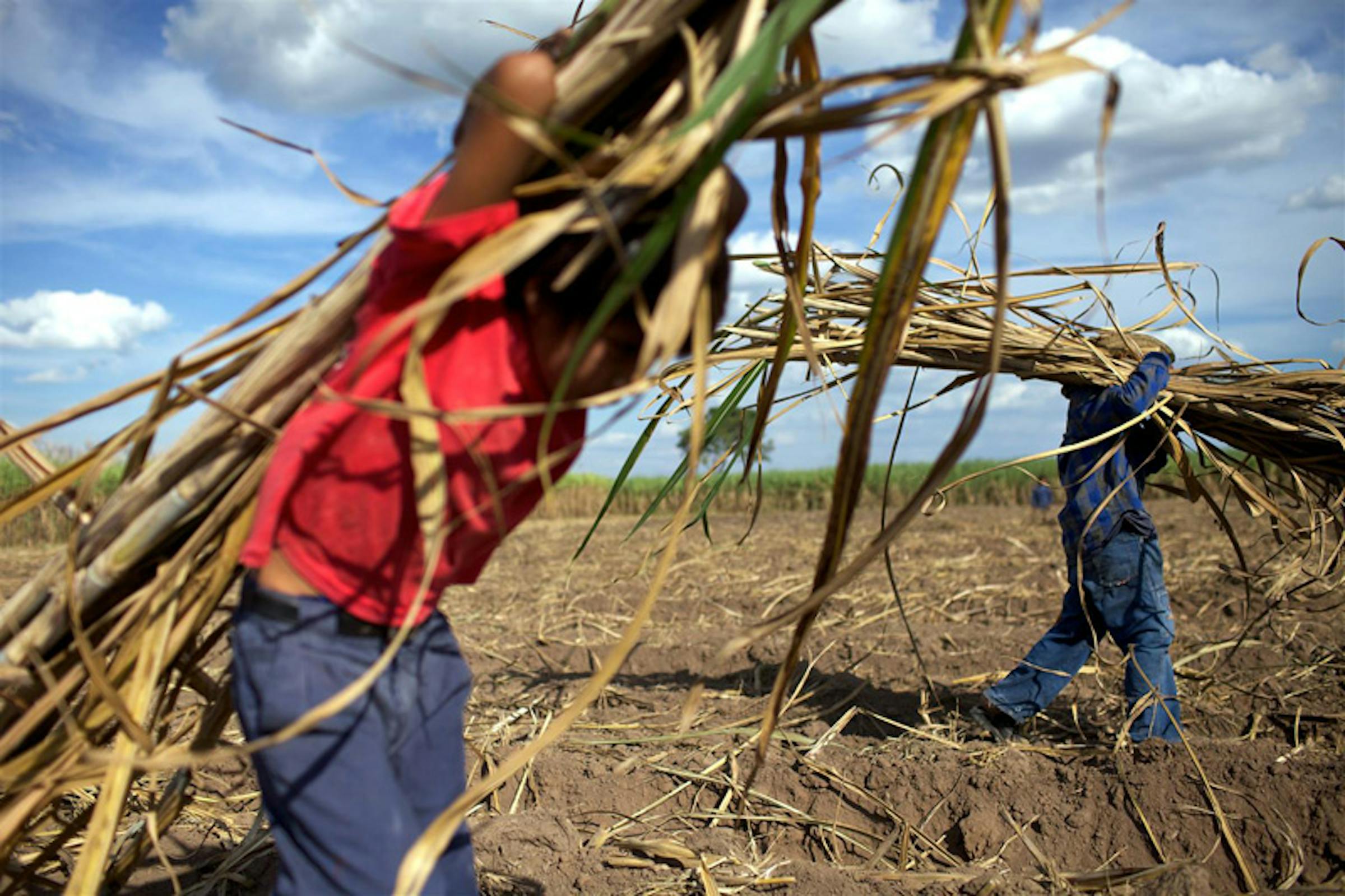 Juan Gabriel, 11 anni, trasporta canne da zucchero in un campo nei pressi di San Juan del Carmen (Bolivia) - ©UNICEF/NYHQ2011-1480/Friedman-Rudovsky