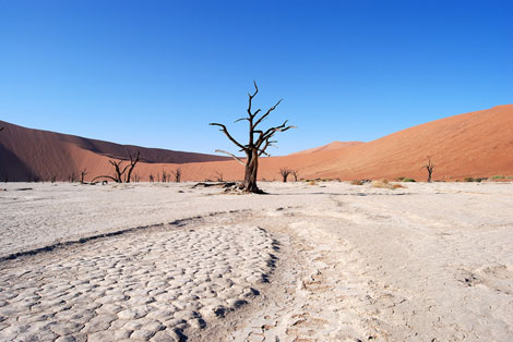 Resti di alberi di acacia a Deadvlei, nel deserto del Naukluft Park, in Namibia - ©Hakan Tropp/Stockholm International Water Institute