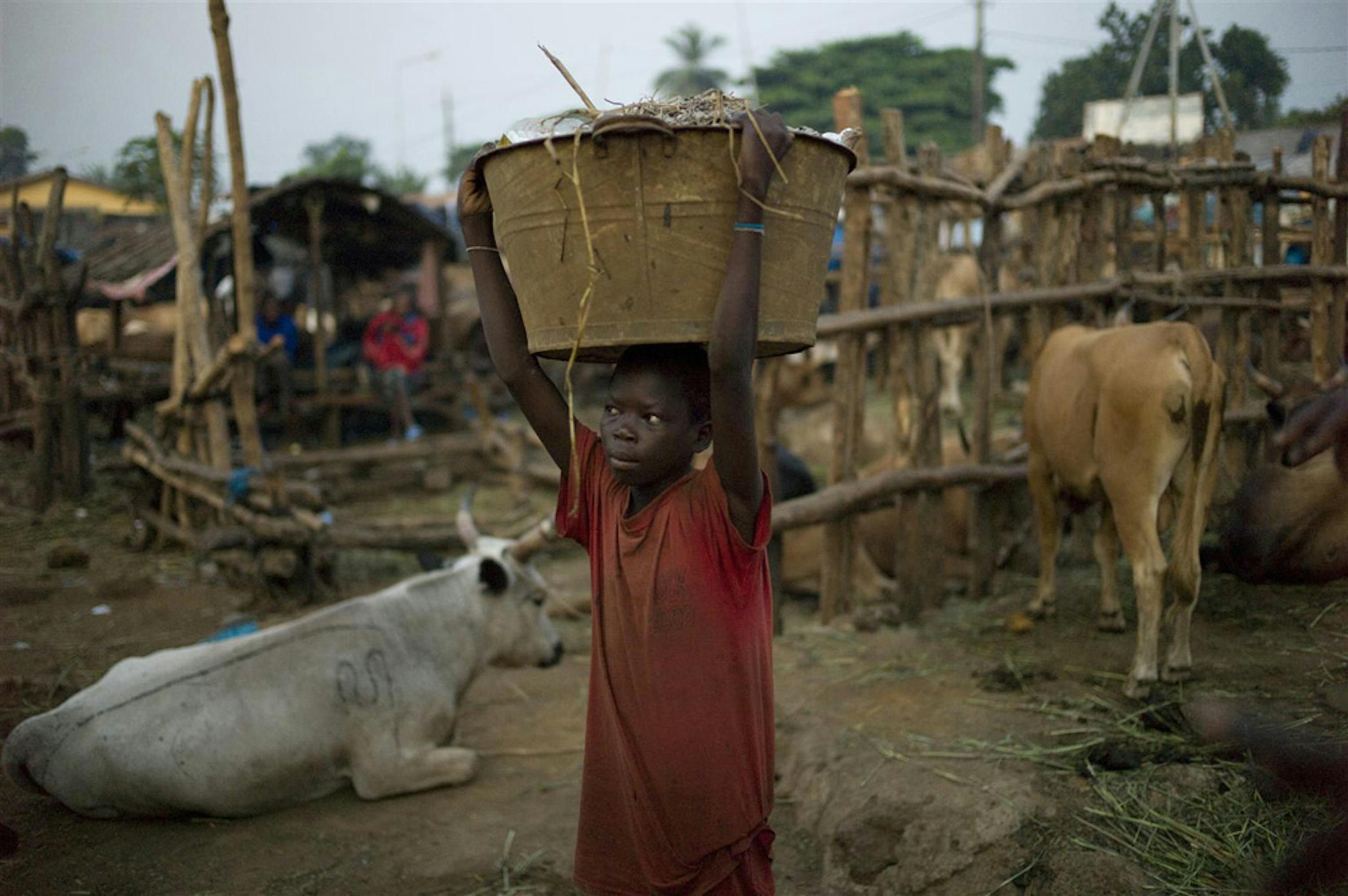 Un bambino che lavora in un mattatoio a Conakry, capitale della Guinea. Il contatto con animali infetti è una delle principali cause del contagio del virus Ebola - ©UNICEF/NYHQ2009-2200/Michael Kamber