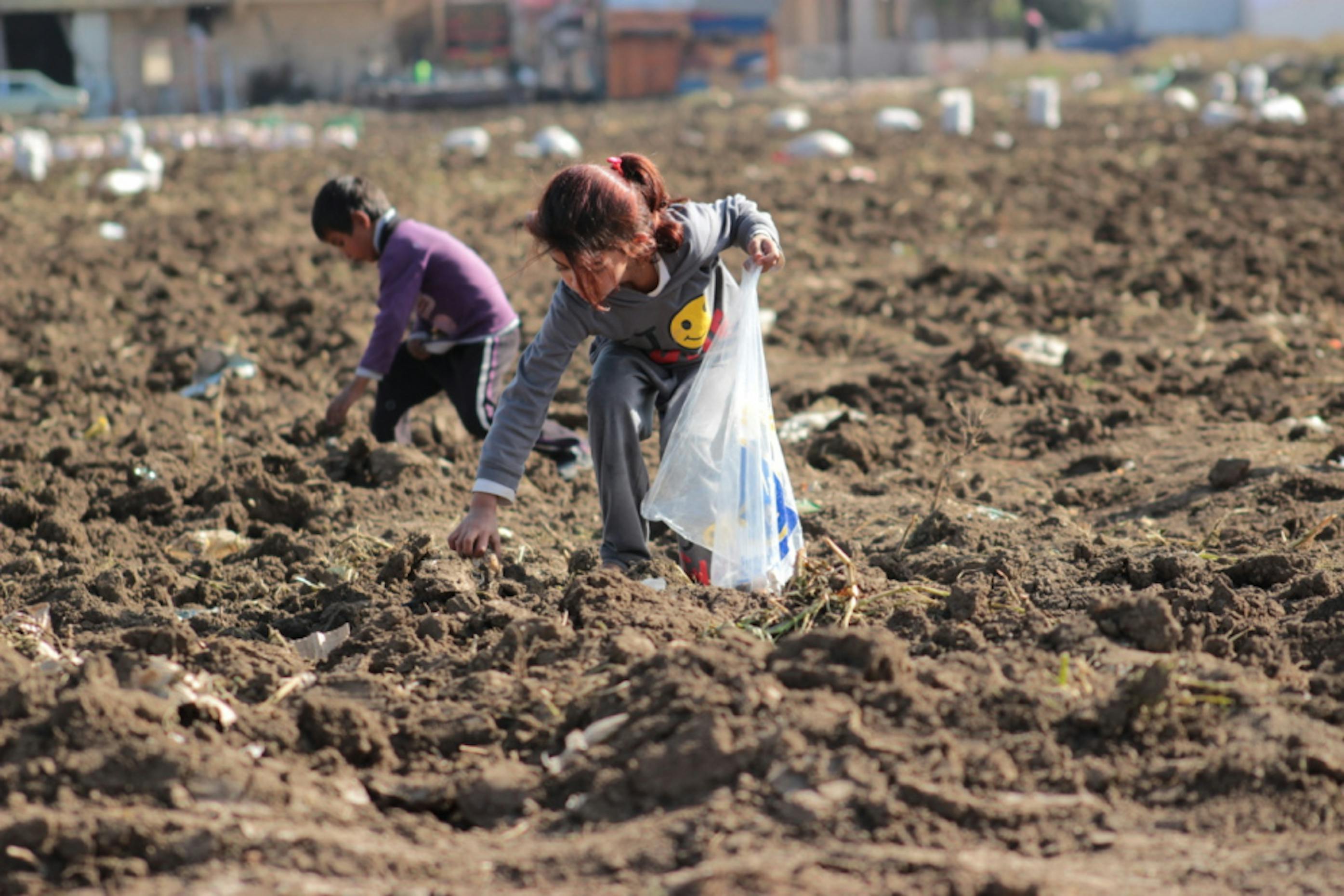 Questi bambini profughi siriani lavorano insieme agli adulti in un campo di patate in Libano. Spesso, a fine giornata, tornano con delle buste per raccattare di nascosto qualche patata rimasta nel terreno - ©Ahmad Baroudi/Save the Children