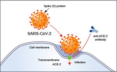 Il meccanismo di infezione del coronavirus SARS-CoV-2 Il meccanismo di infezione del coronavirus SARS-CoV-2 Il meccanismo di infezione del coronavirus SARS-CoV-2 