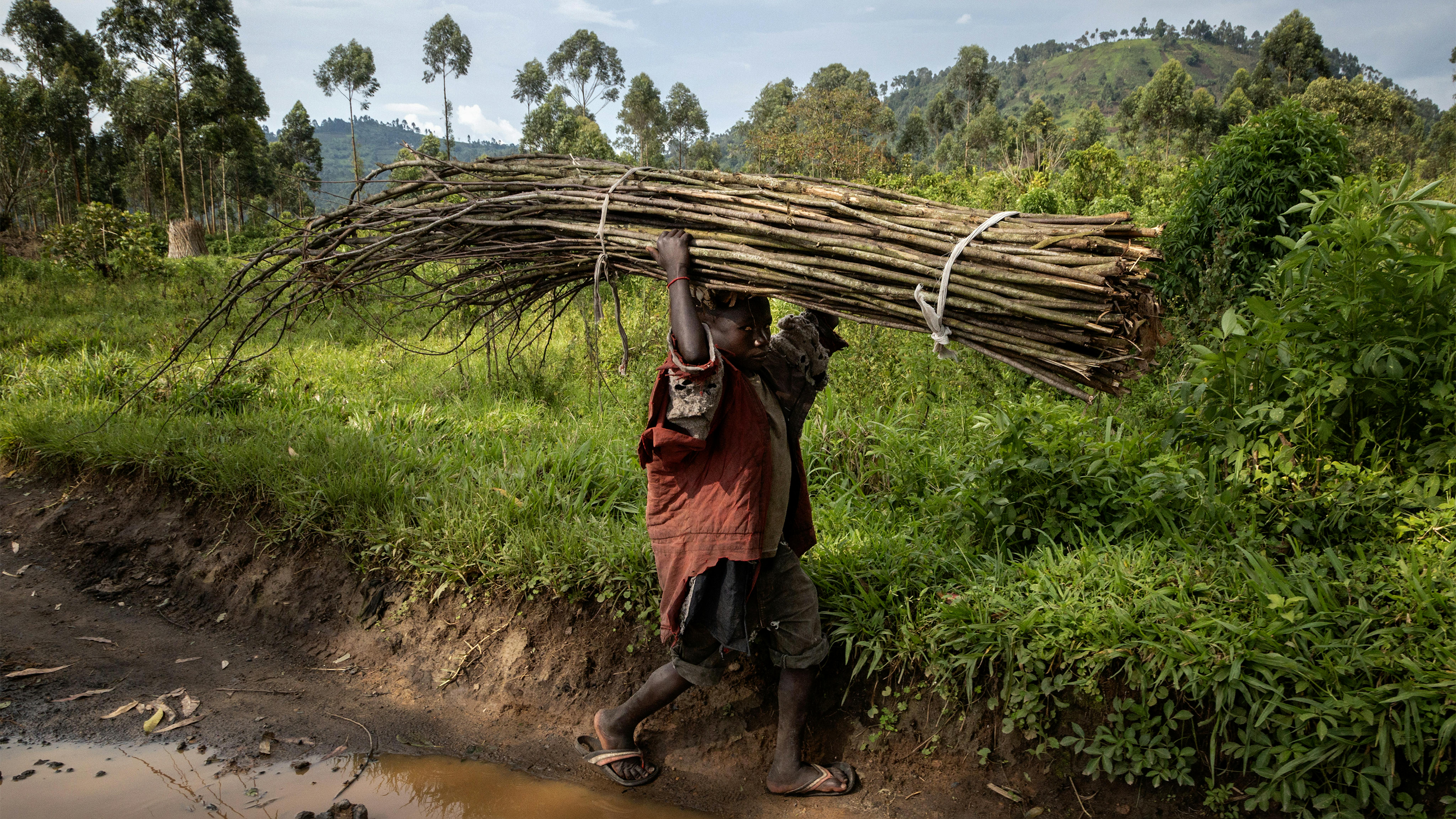 Congo, un bambino rifugiato trasporta un fascio di legna