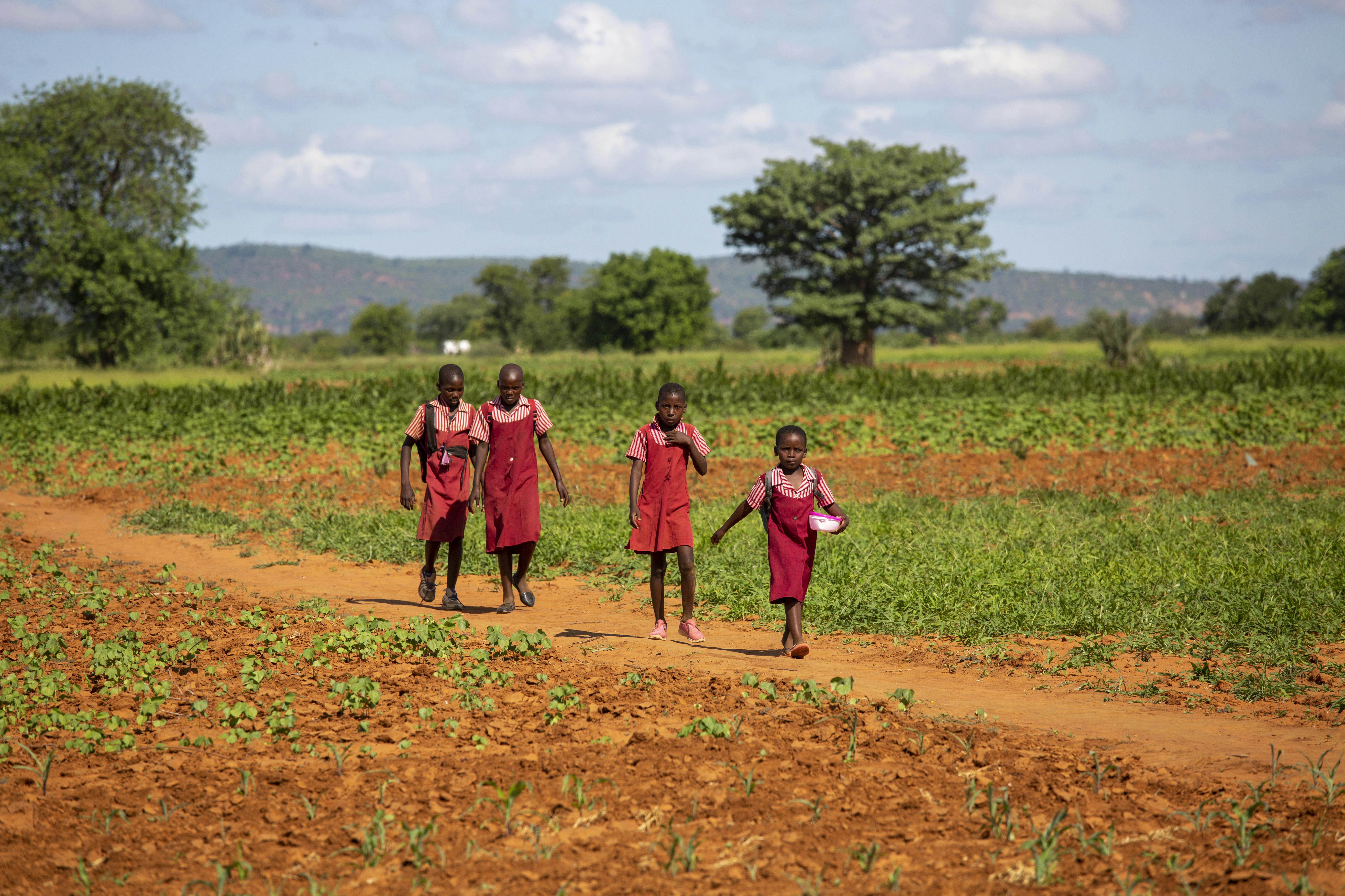 Bambine camminano tra i campi coltivati in Zimbawe.