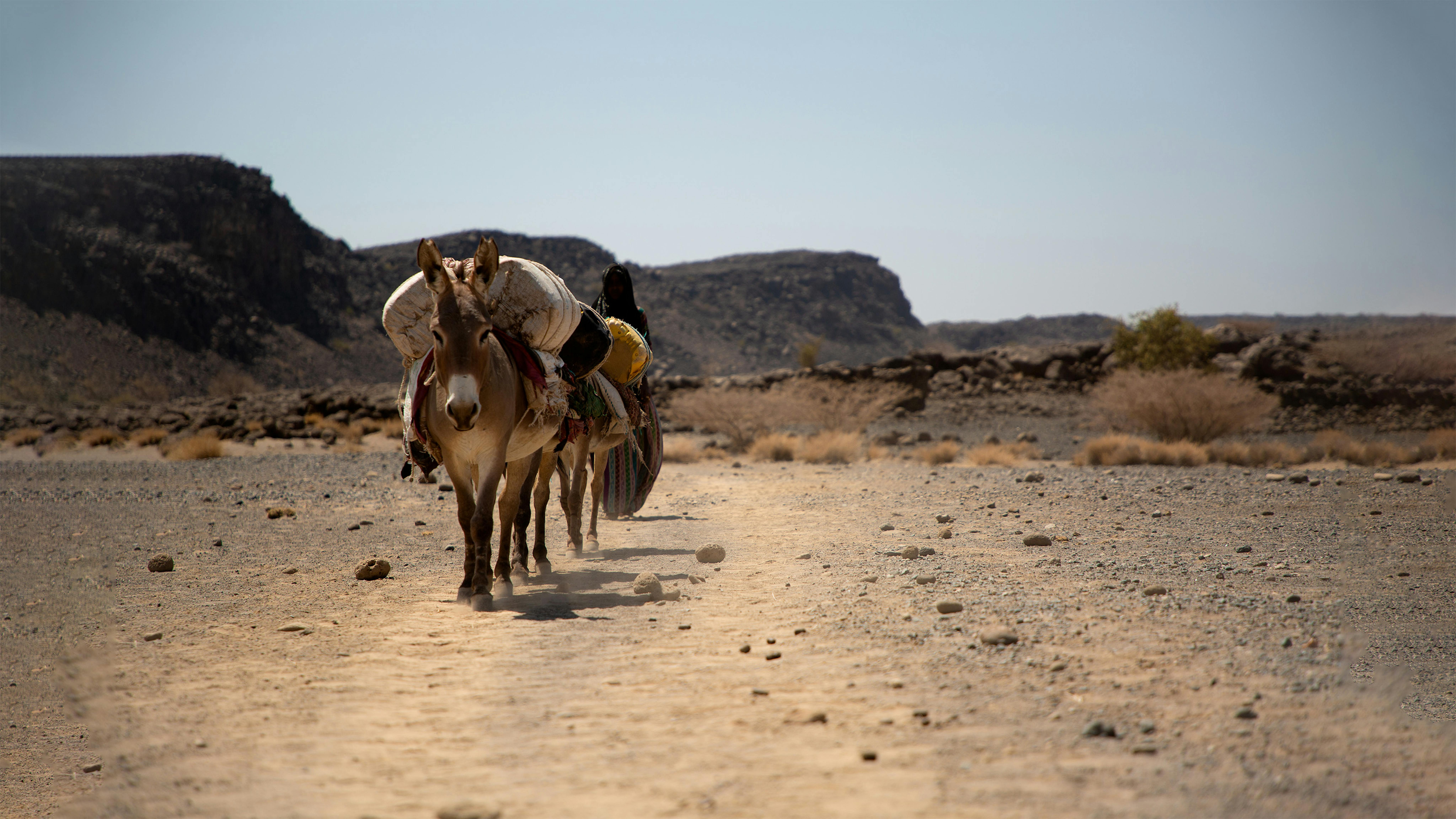 I tre asinelli di Fatuma, che la accompagnano nel lungo tragitto per raggiungere l'acqua a Kori Fenti. Siamo nella regione di Afar, in Etiopia, duramente colpita dalla siccità