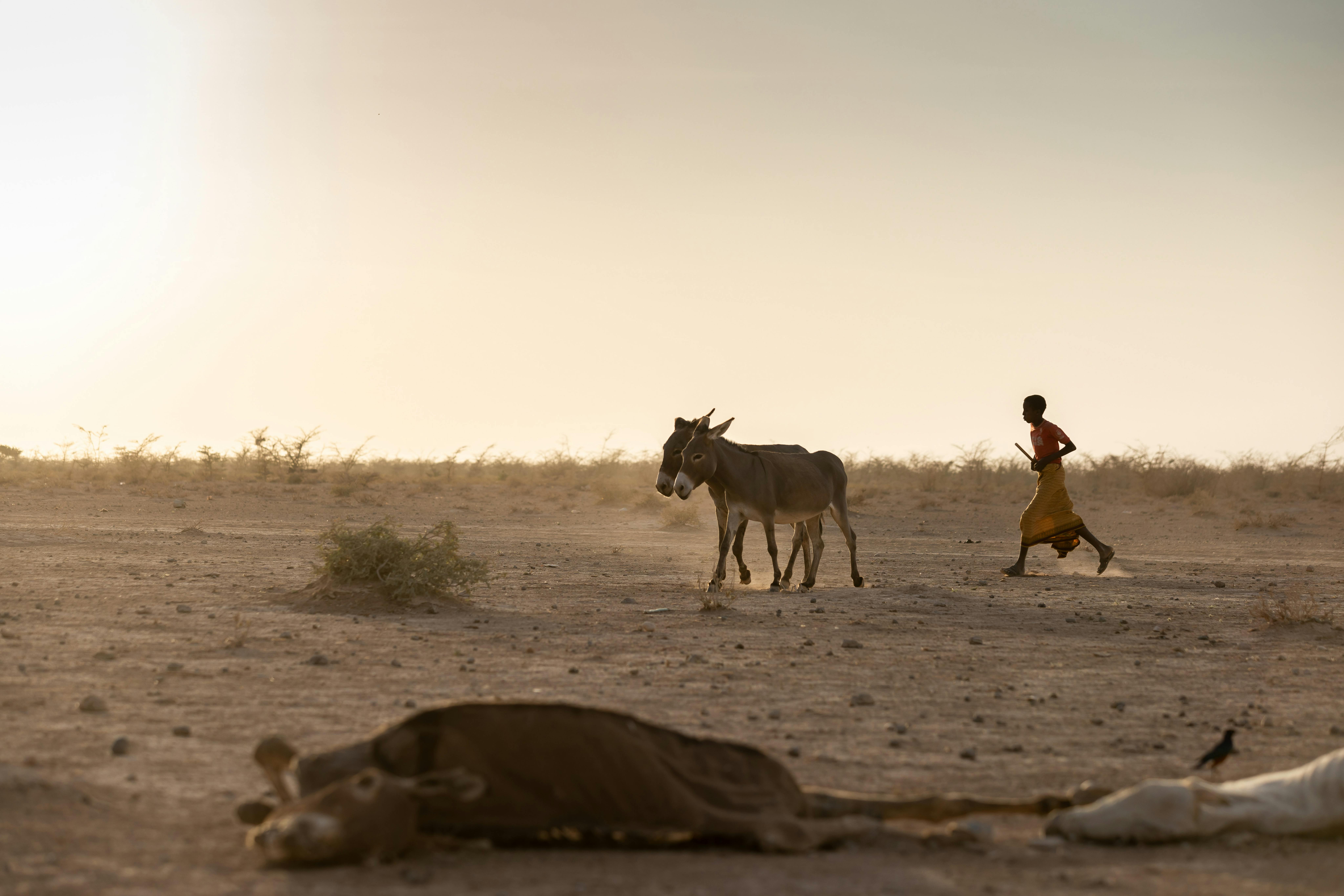 Regione dei Somali, Abdurazak Mohammed sta riportando i suoi asini a casa. Dovrebbe frequentare la scuola, ma ora sono tutte chiuse a causa della siccità  his school in Gebiass village is now closed due to the drought.