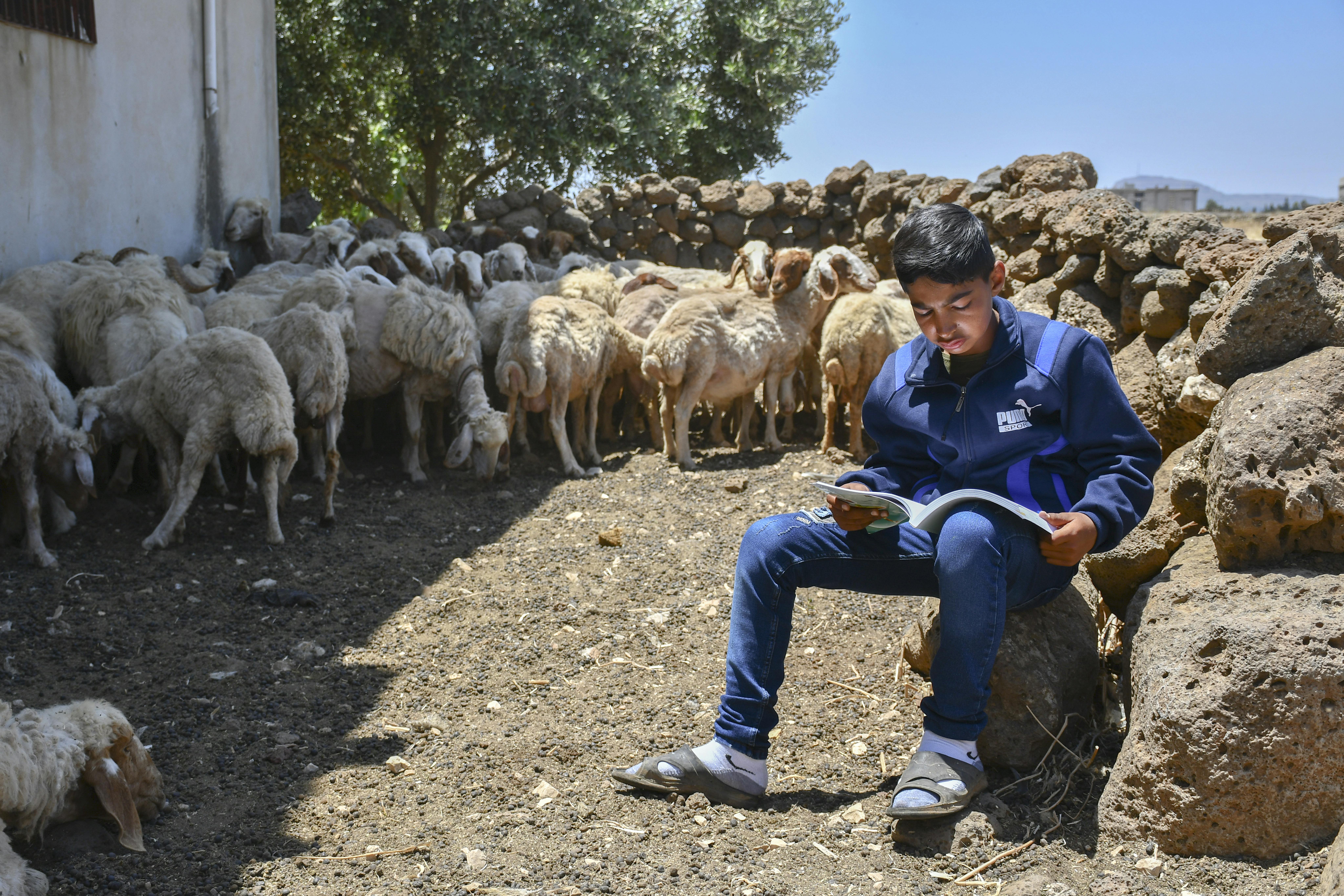 Ahmad, 13 anni, sta studiando per gli esami mentre porta le pecore al pascolo. Siamo nel villaggio di Qseibeh, Siria meridionale