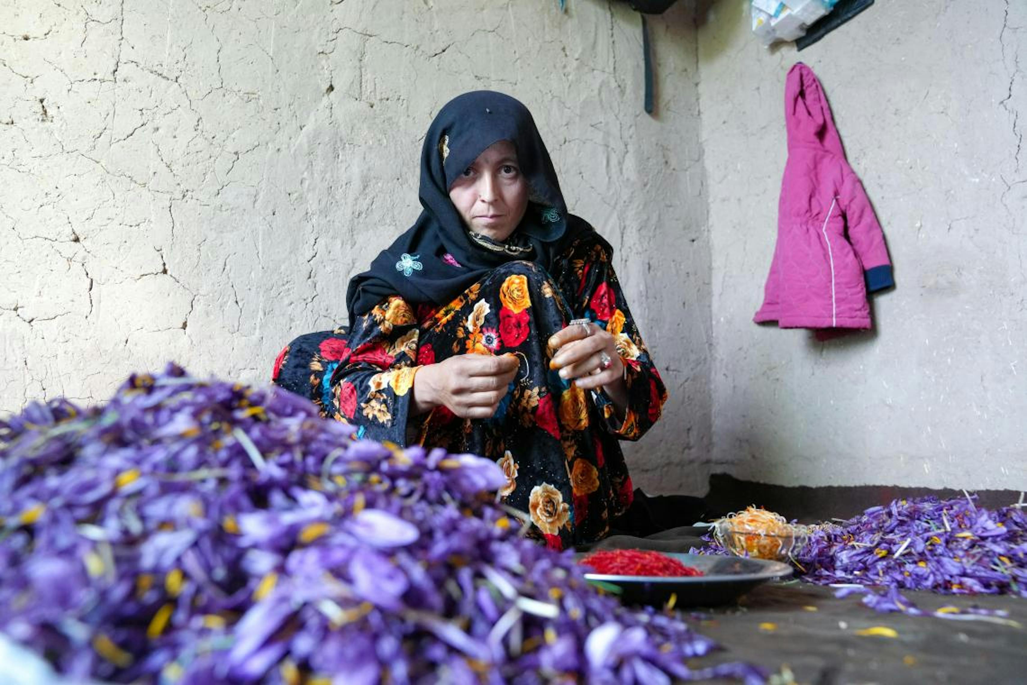 Malika seduta tra i fiori di zafferano, unica fonte di reddito per la sua famiglia (al momento). Siamo nel campo profughi vicino ad Herat, Afghanistan