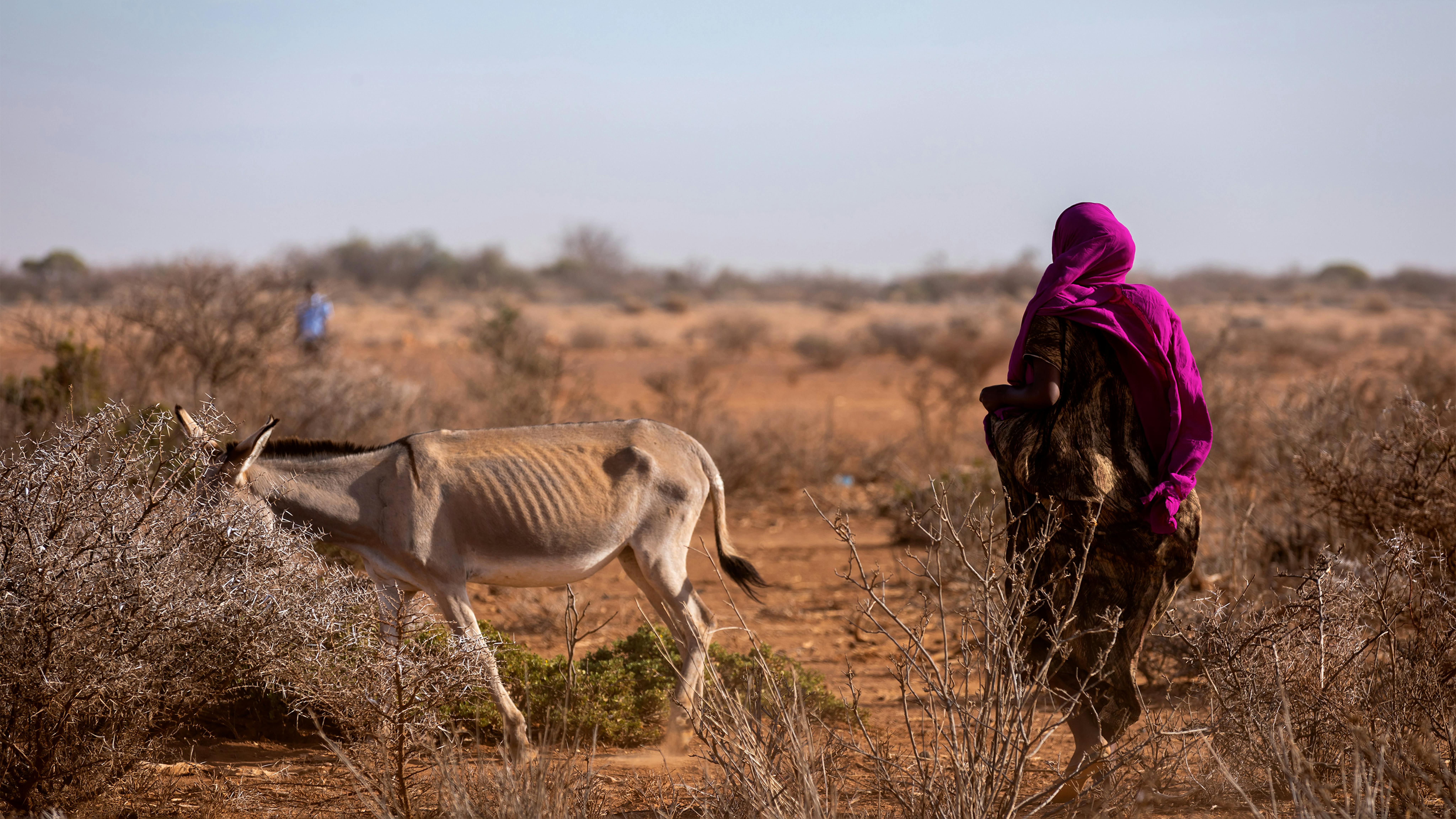 Una donna cammina con il suo asino affamato. Il cambiamento climatico provoca il caos sui mezzi di sussistenza delle comunità nella regione somala.
