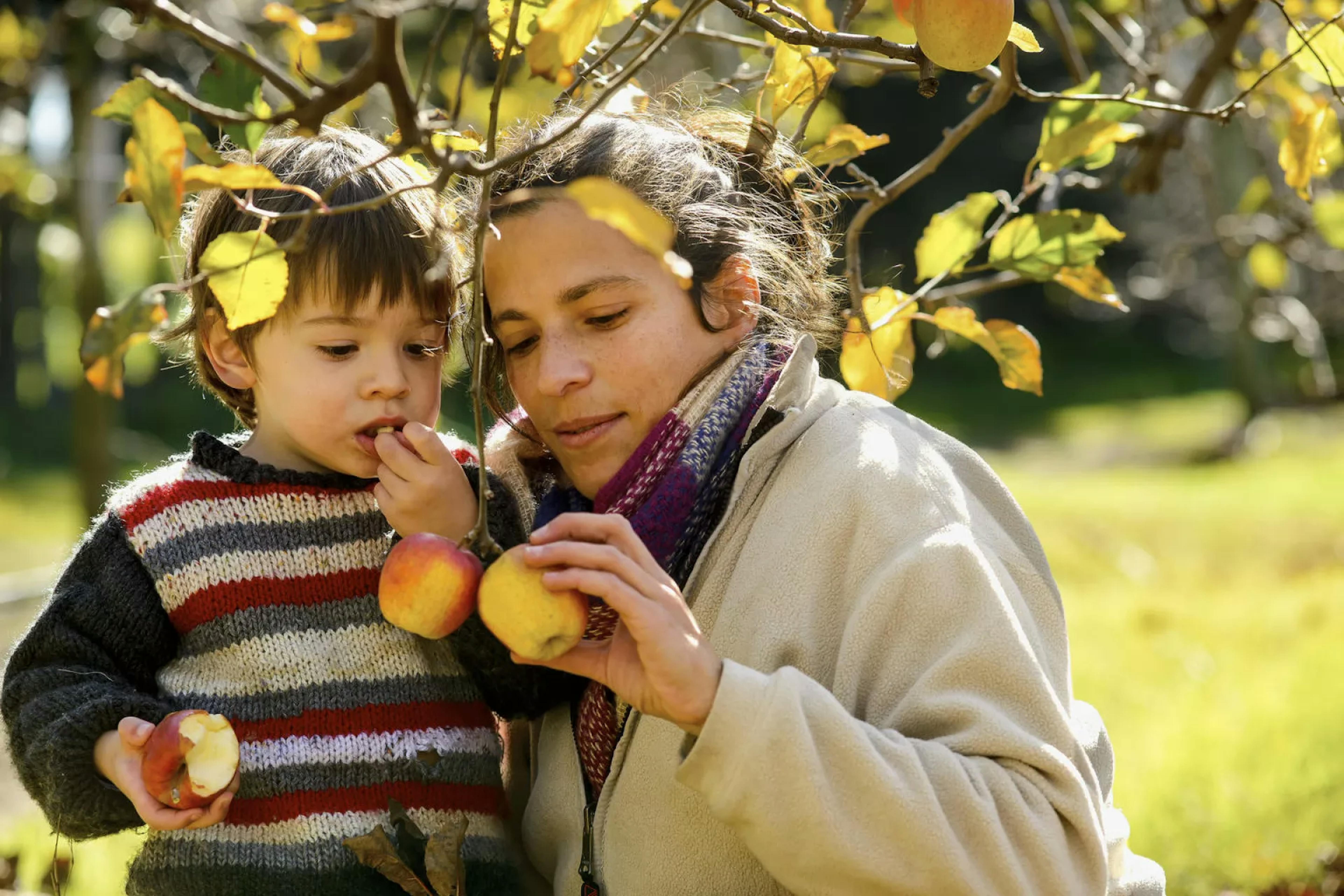 Una mamma raccoglie le mele insieme a suo figlio