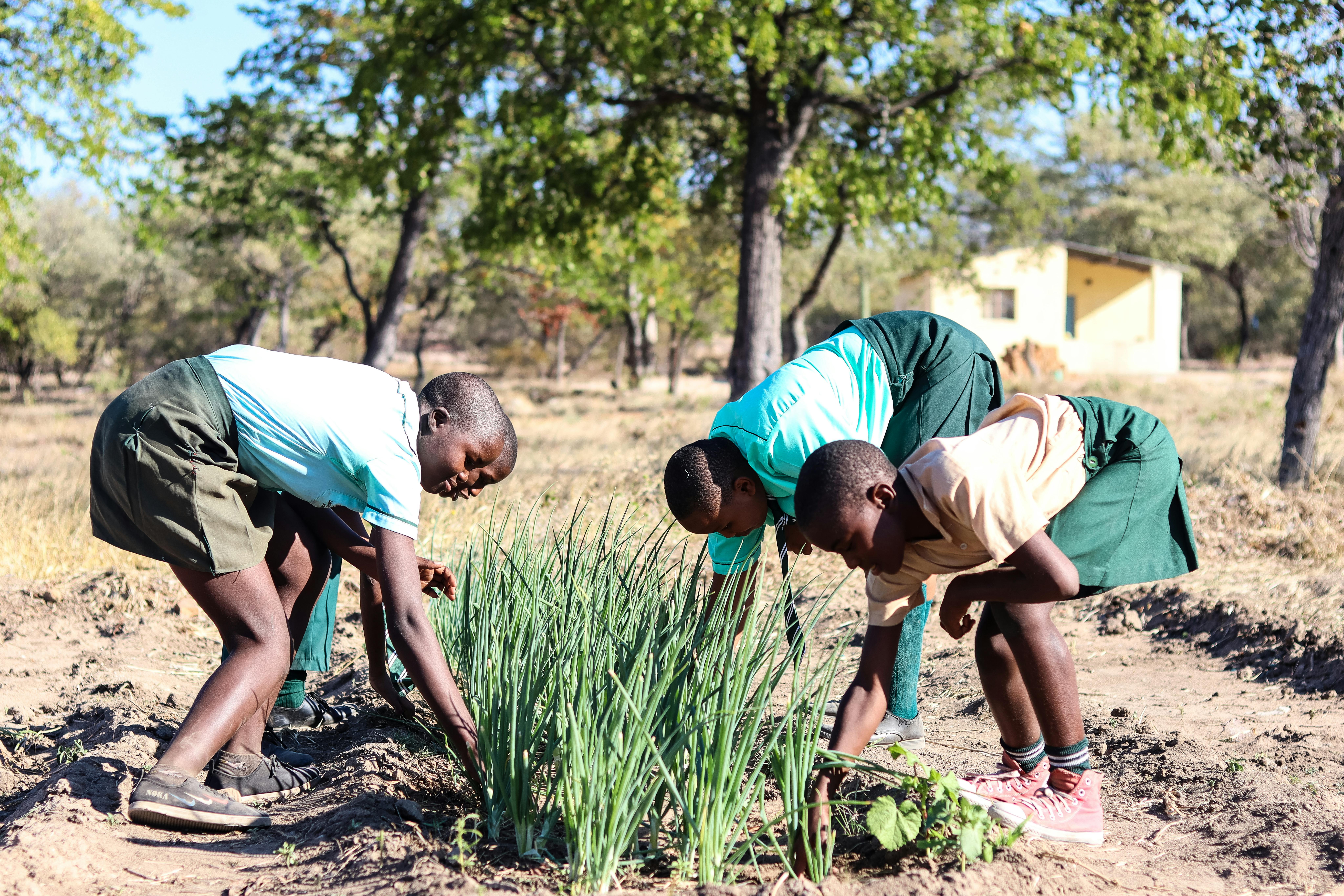 Zimbabwe Studenti della scuola primaria Tjingababili  estirpano le erbacce dal loro orto nutrizionale che integra alcune delle verdure per il loro programma alimentare