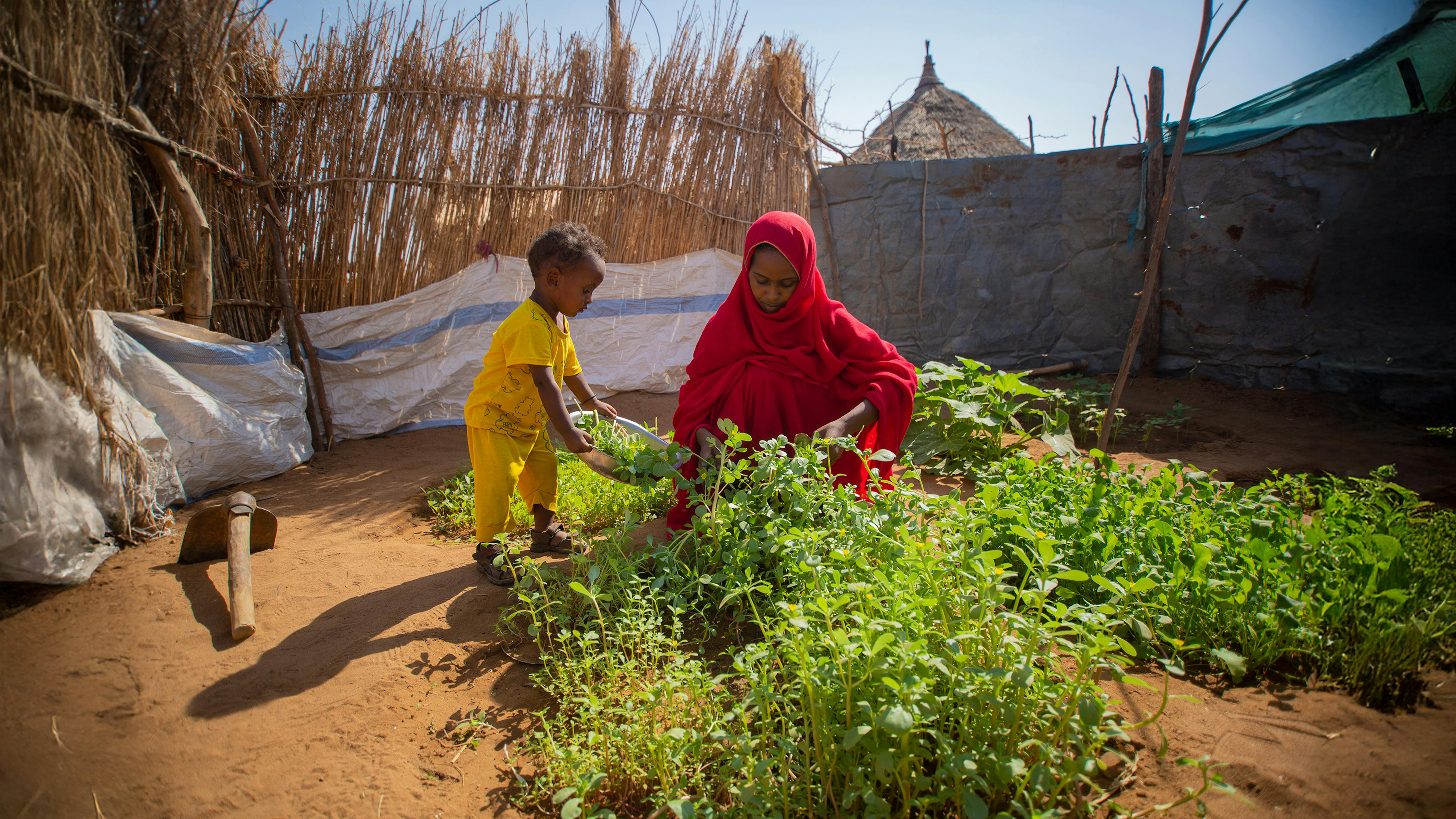 Sudan: Ohag, madre di due bambini e beneficiaria dell'iniziativa dell'orto domestico realizzata con il sostegno dell'UNICEF, raccoglie le verdure dall'orto sul retro della casa.