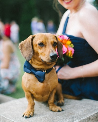 Sausage dog wearing bow tie for wedding